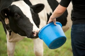 Dairy cow, MPK, Michele Payn-Knoper, agriculture speaker, ag speaker, motivational speaker
