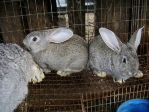 Rabbits rabbits