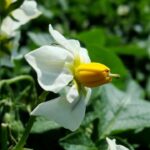 Moving from plant to food