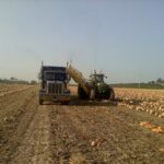Pumpkin farmer at harvest Illinois