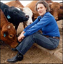 templegrandinphoto Grandin on animal care